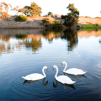 swans on lagoon, UC Santa Barbara